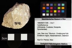 Foto (Objket + Etiketten) von Cyclothyreus sp. 